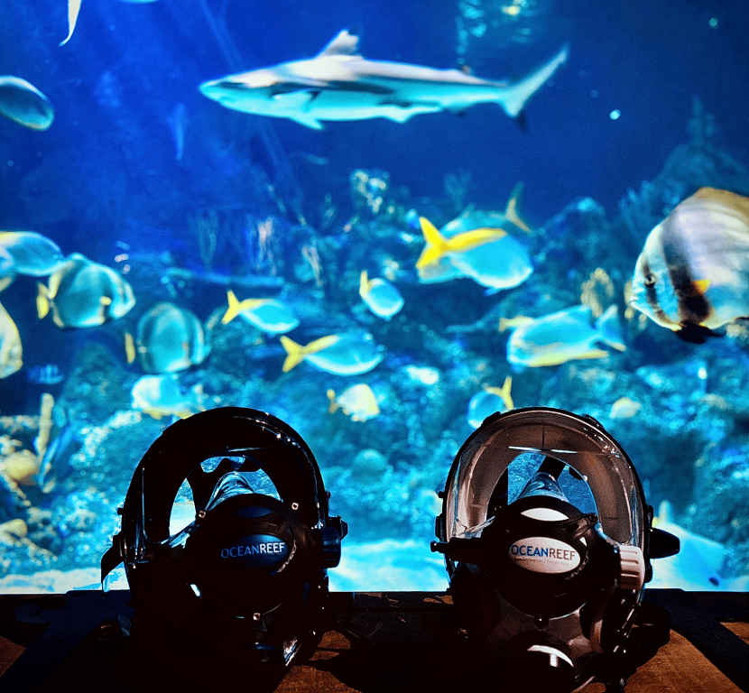 Start Your Adventure at Skegness Aquarium Dive & Snorkelling Centre